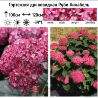 Гортензия гүлүнүн көчөттөрү 1