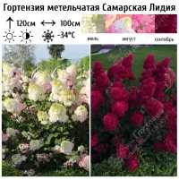Гортензия гүлүнүн көчөттөрү 5