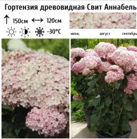Гортензия гүлүнүн көчөттөрү 2