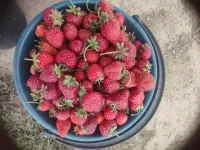 Клубника 1