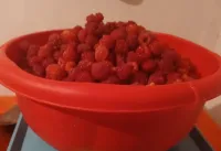 МАЛИНА 1
