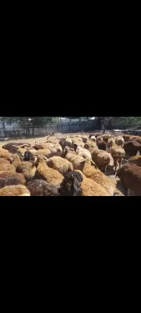 Козу кочкорлор 1
