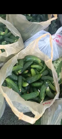Бадырын сатылат 1