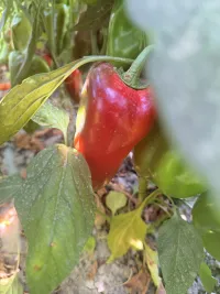 Болгарский перец 3