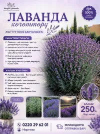 Лаванда көчөттөрү 2