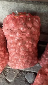 Чеснок 1