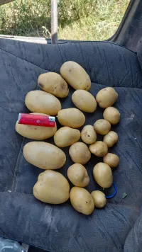 Картошка 1