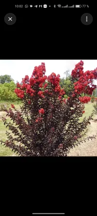 Индийский Сирен 1