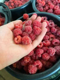 МАЛИНА БИШКЕКСКИЙ 3