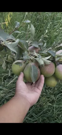 Лесная красавица 1