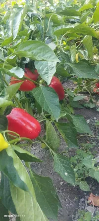 Балгариский перец 3