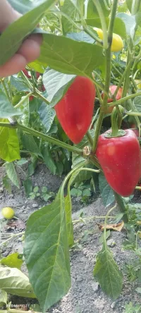 Балгариский перец 2