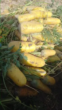 Сабиз 2
