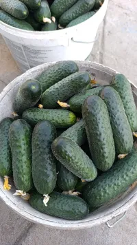 Огурцы теплица 1