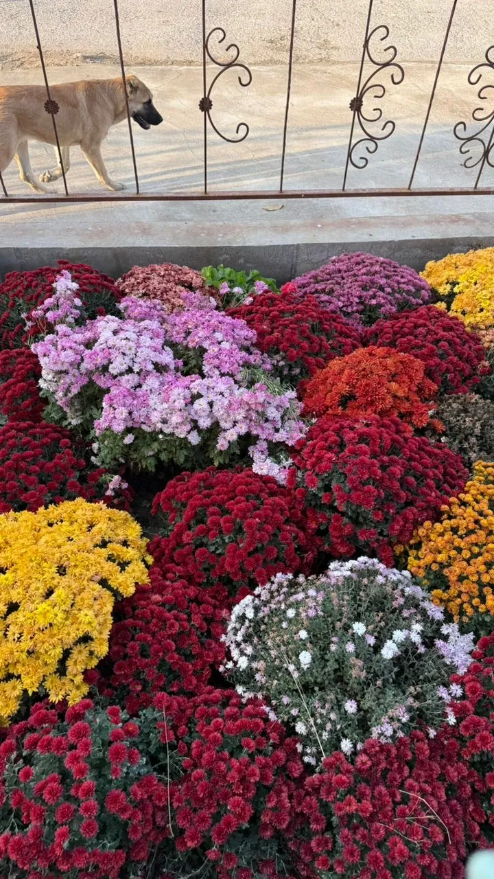 Хризантема мультифлора