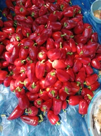 Болгарский перец супер ласточка 1
