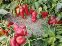 Болгарский перец супер ласточка 3