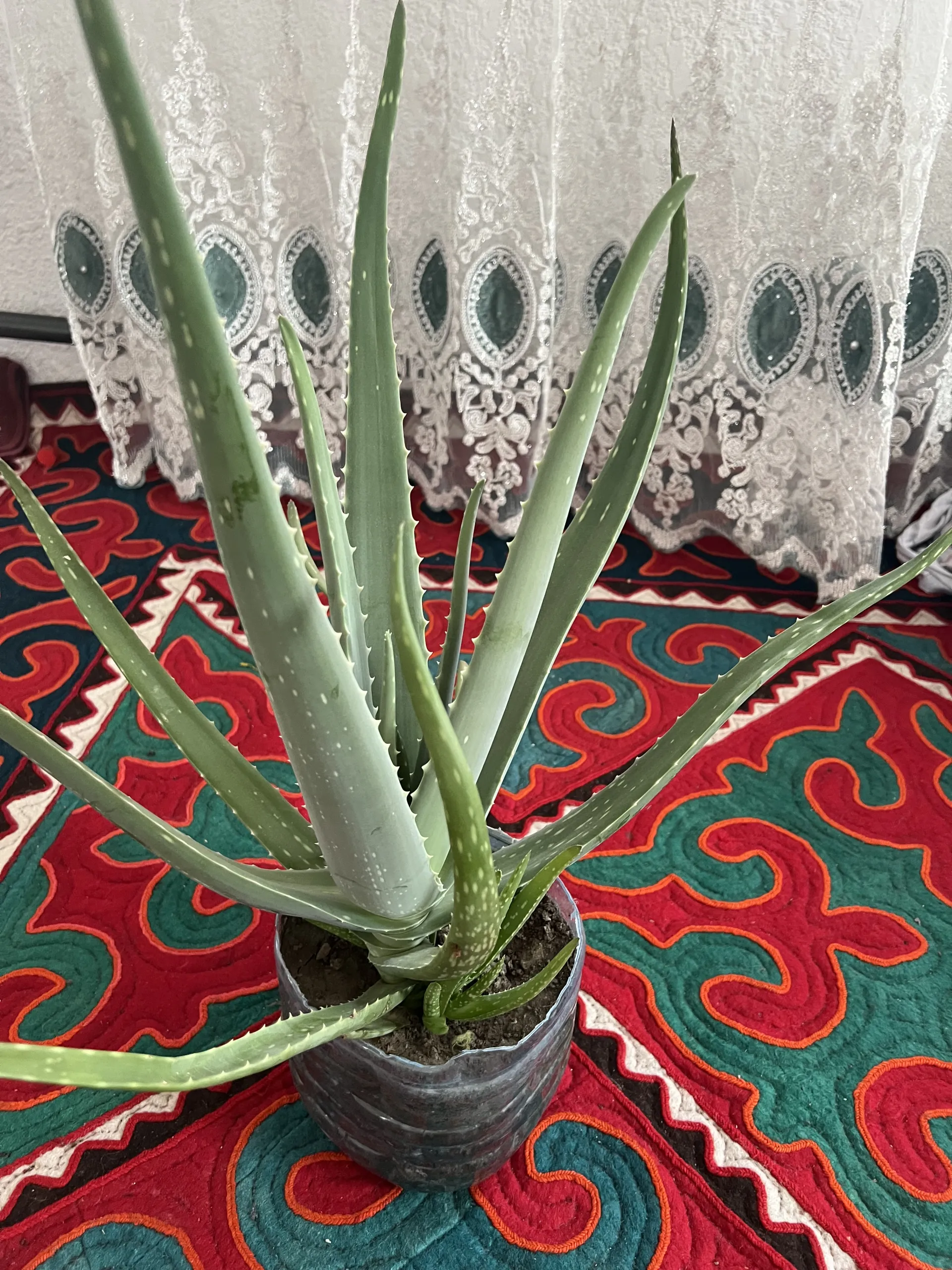Алоэ вера лечебный