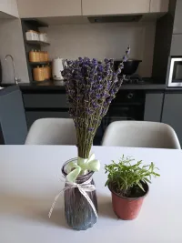 Көп жылдык лаванда гүлү 3
