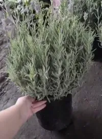 Көп жылдык лаванда гүлү 2