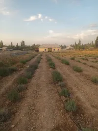 Көп жылдык лаванда гүлү 5