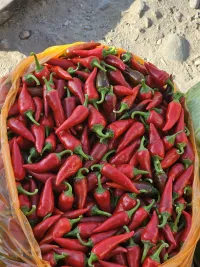 Огонёк 🌶🌶 1