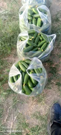 Огурцы Бадырын 1
