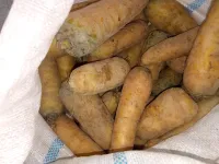 Айдаркен сабизи 2