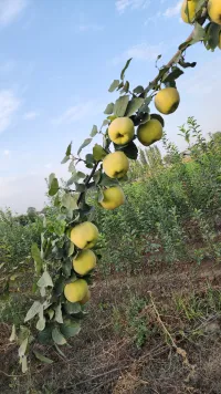 Быйалма 3
