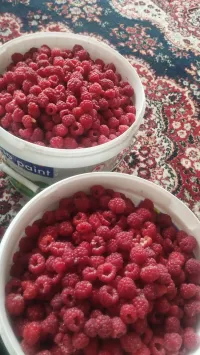 Малина 5
