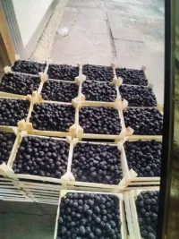 Ежевика 1