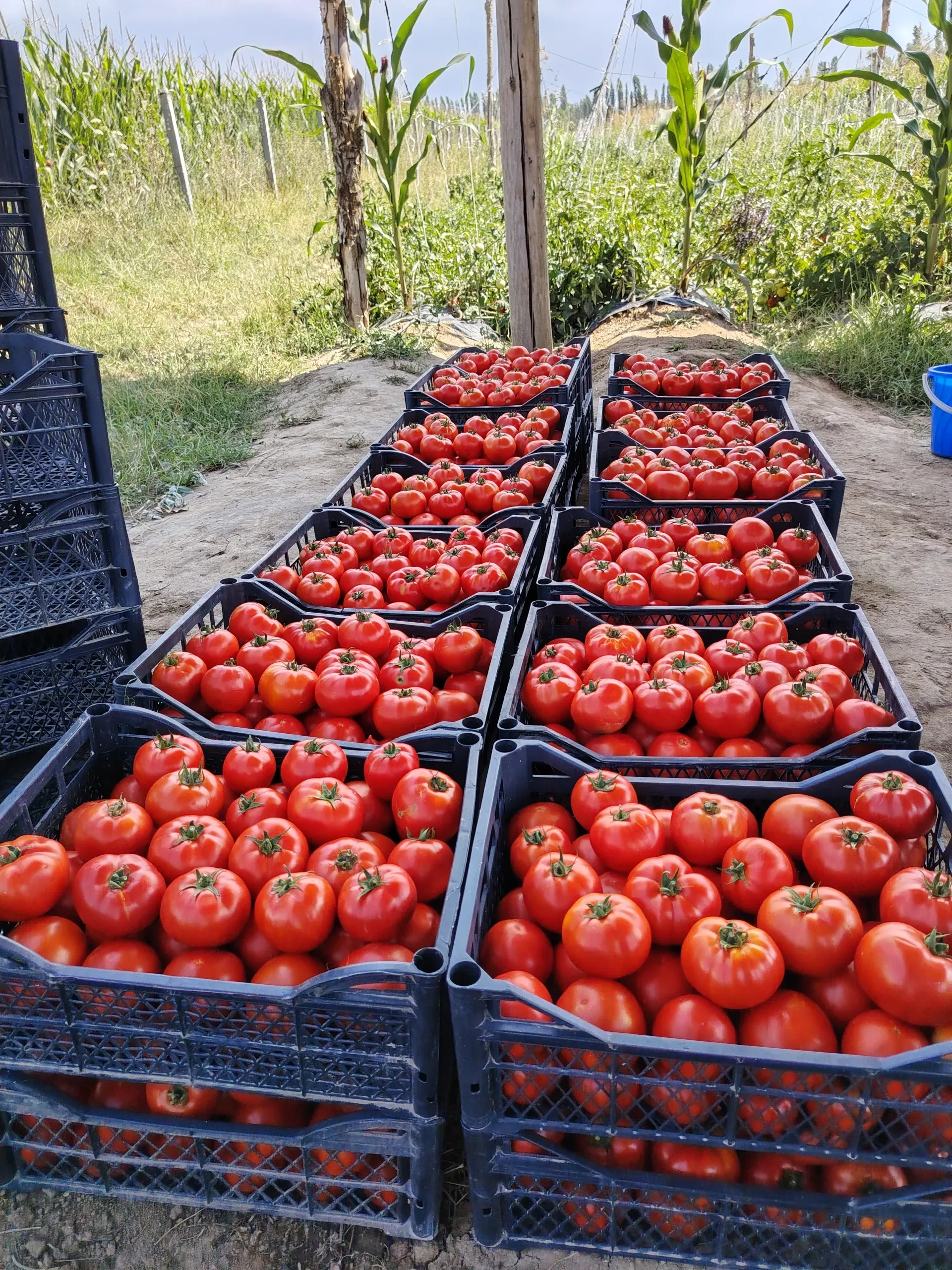 Помидор 🍅