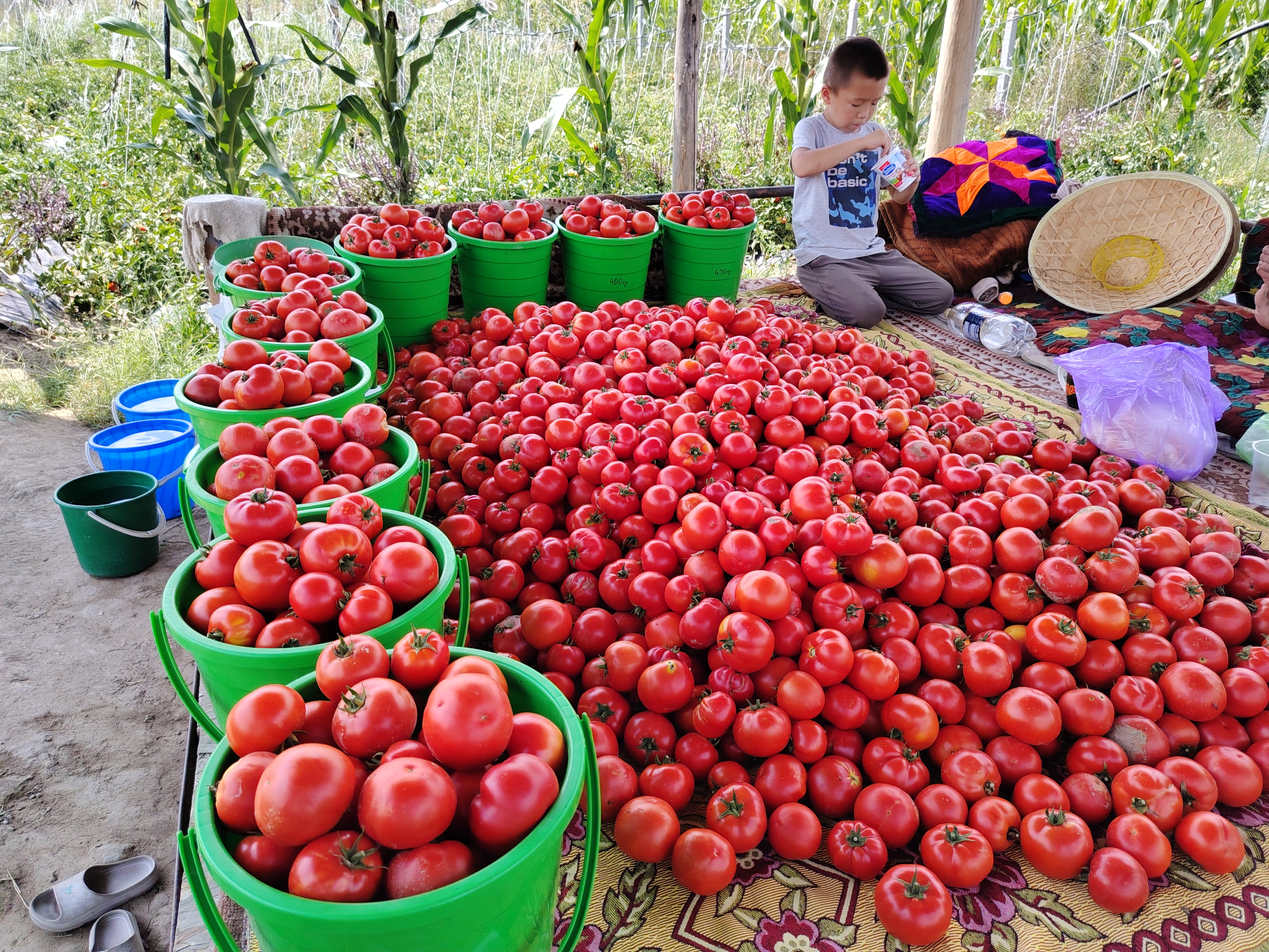 Помидор 🍅 2