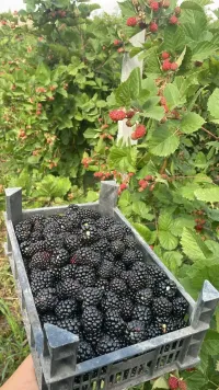 Ежевика 2