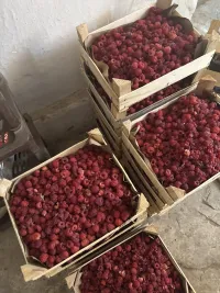Малина 1