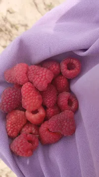 Малина 1