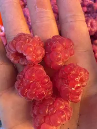 Малина 3