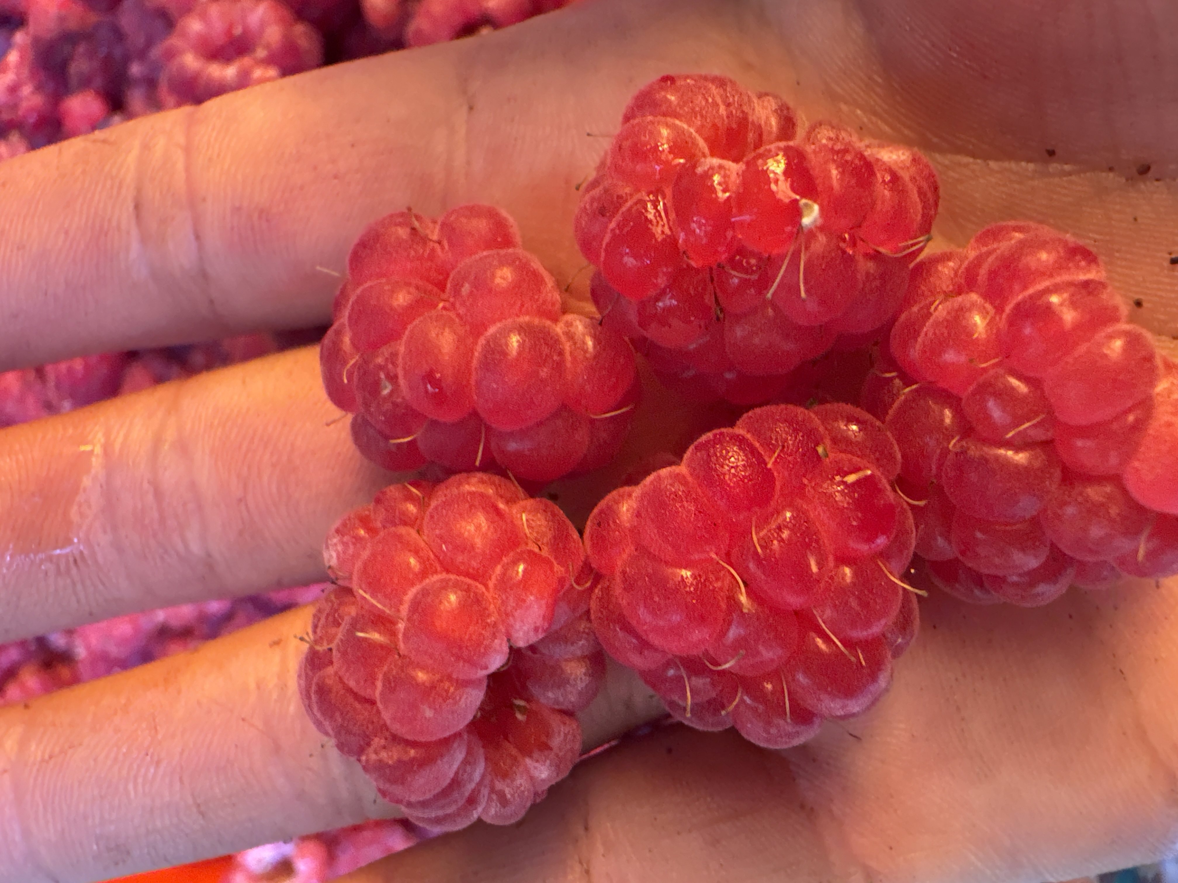 Малина 3
