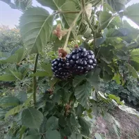 Ежевика 3