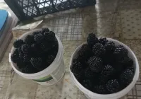 Ежевика 1