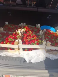 Клубника Альбион 1